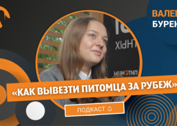 Эксперт назвала страны, куда сложнее всего попасть на отдых с питомцем