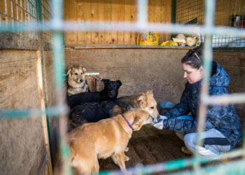 Ямал меняет принципы финансирования приютов для животных