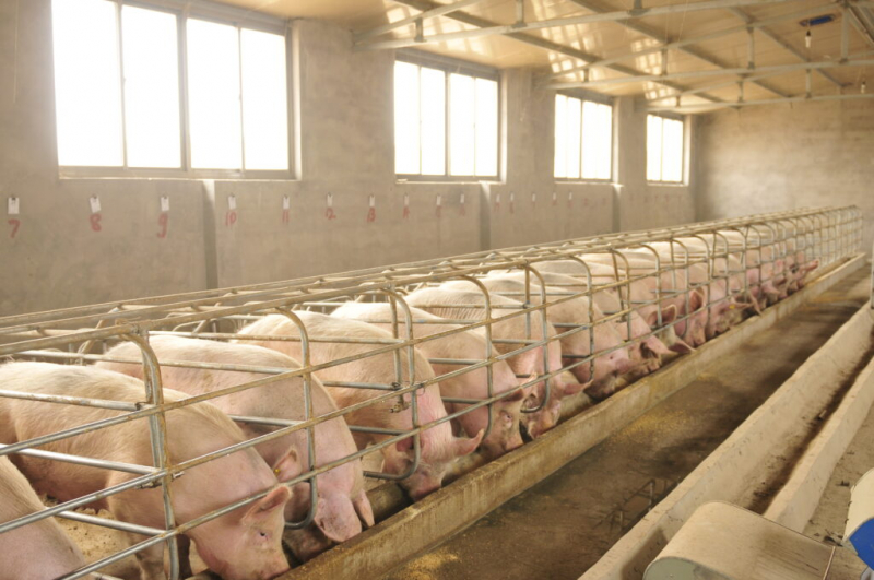 Как подкислители помогают увеличить продуктивность в свиноводстве