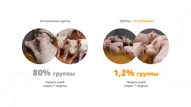 Критический период иммунитета: почему отъемные поросята нуждаются в особой защите