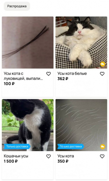 Купи усы: зачем продают кошачьи вибриссы и не вредно ли это для питомцев