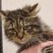 Новый российский тест помогает быстрее выявлять кошачий герпес