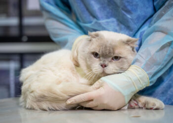 Опасность в миске: в кормах для животных в США нашли вирус H5N1