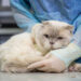 Опасность в миске: в кормах для животных в США нашли вирус H5N1