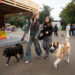 Как Россия готовится к внедрению стандартов pet-friendly