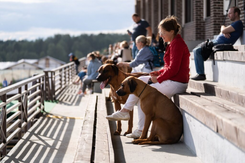 Как Россия готовится к внедрению стандартов pet-friendly