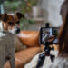 Платформа Goznak.Pet открыла доступ для волонтеров