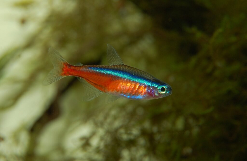 Топ-7 популярных аквариумных рыбок, за которыми хочется наблюдать