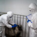 Зарплатные предложения для ветеринарных санитаров выросли за год в 1,5 раза