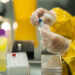 Курчатовский институт создал свою систему для геномной селекции в животноводстве 