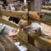Омские владельцы подсобных хозяйств массово отказываются от вакцинации