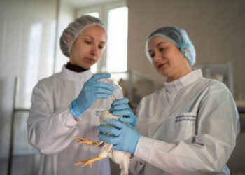 Россельхознадзор сообщил об отсутствии вируса гриппа птиц H5N5 в России 