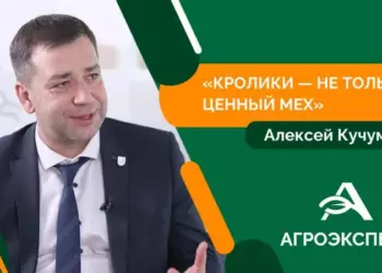 Смоленская область обеспечивает 60% производства крольчатины в России