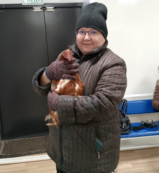 Забайкальские ветеринары сделали пластическую операцию курице, которая не могла снести яйцо