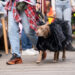 Как меняется спрос на pet-friendly культуру в России, изучают исследователи