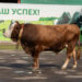 Казанские ученые нашли способ сэкономить на семени племенных быков