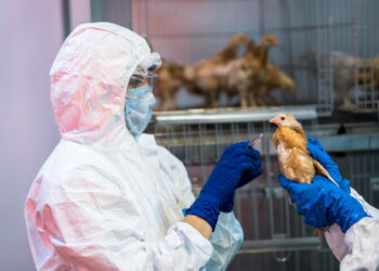 Вакцина ВНИИЗЖ показала 100%-ю защиту от штамма гриппа птиц H5N1