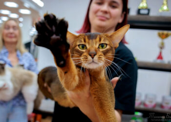 Абиссинец из России возглавил рейтинг лучших котов мира в 2025 году по версии WCF