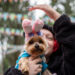 Тренды-2026: в России растет запрос на pet-friendly-услуги