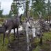 Эвенкийская порода северных оленей оказалась под угрозой исчезновения