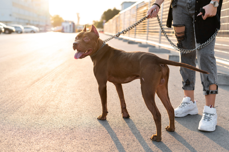 ГОСТ для pet-friendly отелей изменит путешествия с питомцами в России &mdash; интервью