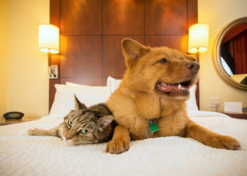 ГОСТ для pet-friendly отелей изменит путешествия с питомцами в России — интервью