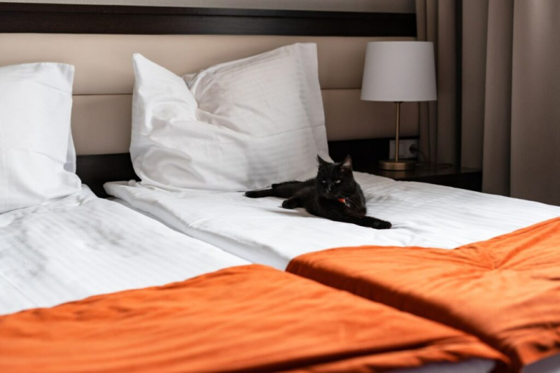 ГОСТ для pet-friendly отелей изменит путешествия с питомцами в России &mdash; интервью