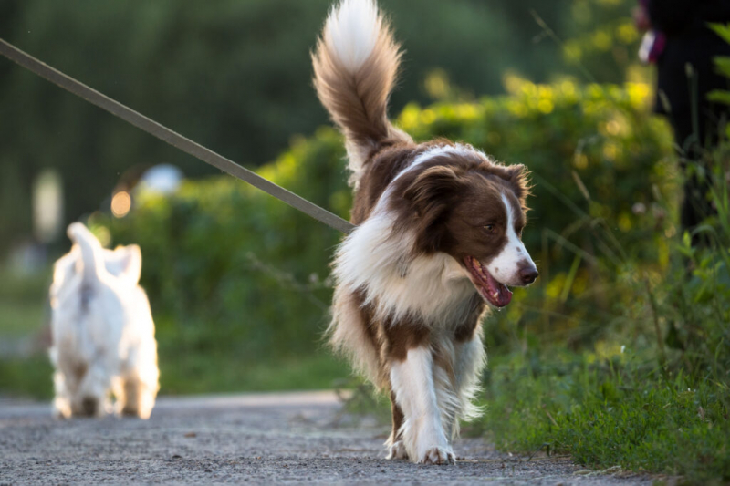 ГОСТ для pet-friendly отелей изменит путешествия с питомцами в России &mdash; интервью