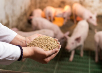 Минсельхоз продлит действие правил переработки некачественных продуктов в корма