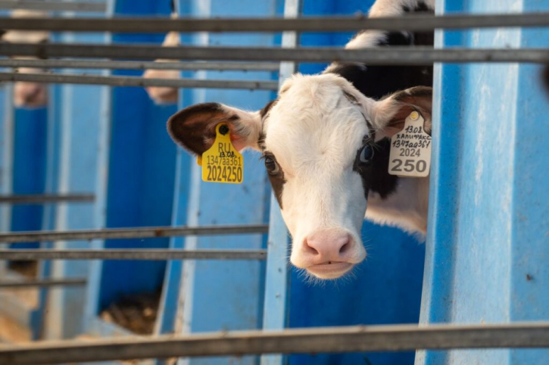 Гормоны на износ: как высокие удои ломают репродукцию стада