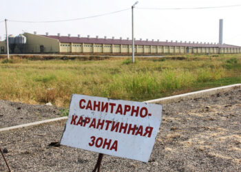 Карантин по пастереллезу сохраняется только в одном селе Новосибирской области