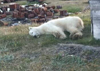 Первый случай гриппа птиц у белого медведя выявили на Шпицбергене