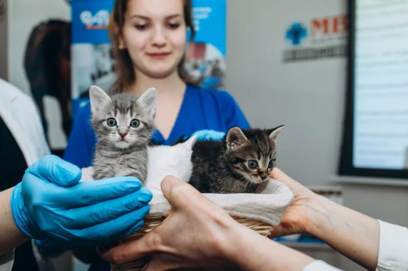 В Москве показали первых котят из пробирки &mdash; фоторепортаж