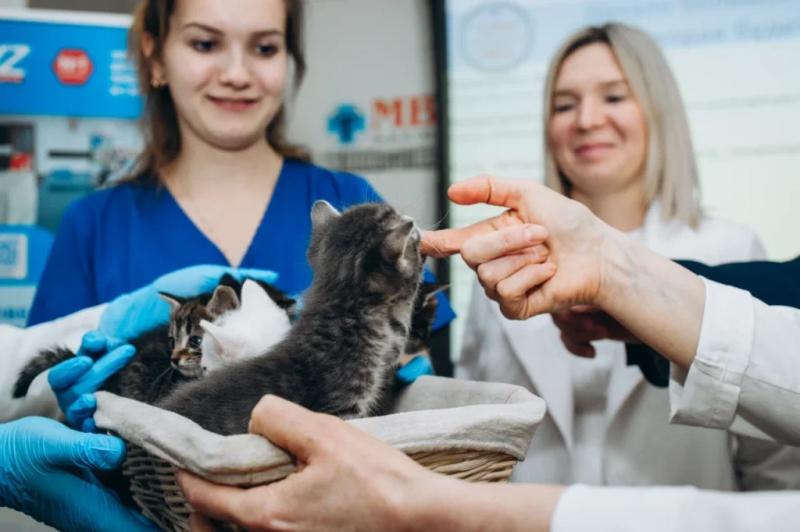 В Москве показали первых котят из пробирки &mdash; фоторепортаж