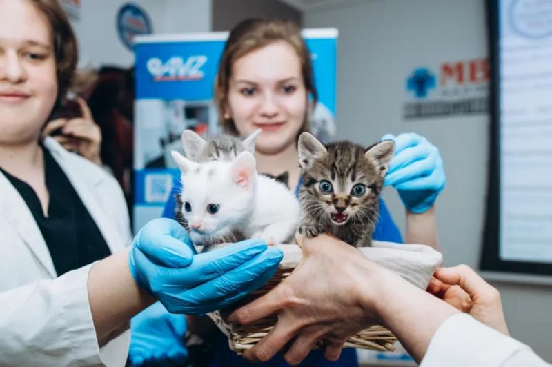 В Москве показали первых котят из пробирки &mdash; фоторепортаж