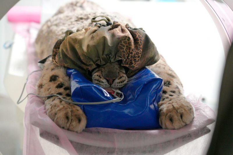 Впервые в России аппарат КТ для животных установили в зоопарке