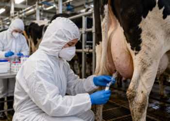 Грипп птиц продолжает распространяться среди млекопитающих: FAO сообщила о новых случаях у КРС, кошек и морских животных