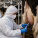 Грипп птиц продолжает распространяться среди млекопитающих: FAO сообщила о новых случаях у КРС, кошек и морских животных