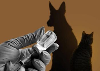 Усыпление животных: этика, необходимость и проведение