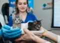 Котята будущего: в России впервые применили эмбриотрансфер у кошек