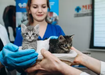 Котята будущего: в России впервые применили эмбриотрансфер у кошек