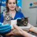 Котята будущего: в России впервые применили эмбриотрансфер у кошек