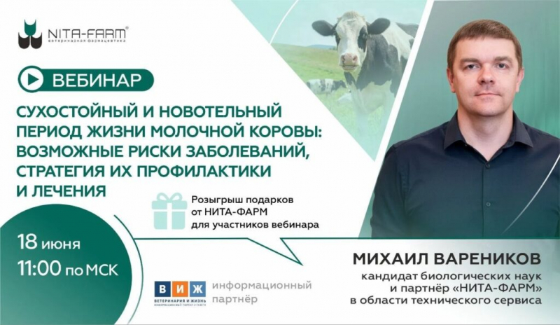 Почему коровы заболевают сразу после отела и как этого избежать