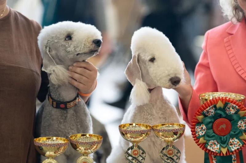В объективе &mdash; лучшие собаки страны: фоторепортаж с выставки &laquo;Россия-2026&raquo;