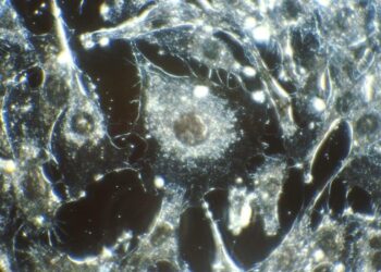Биологи нашли способ уничтожать раковые клетки, которые «притворяются мертвыми»