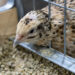 Российские ученые выводят новый породный тип перепелов с высокой яйценоскостью