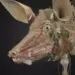Самарский вуз запустил платформу с ветеринарными 3D-атласами животных 