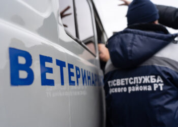 СББЖ: спектр ветеринарных услуг и ключевые отличия от частных клиник