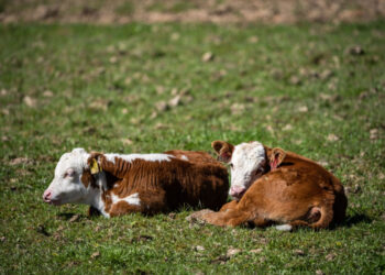 Блютанг выходит в новые регионы Испании