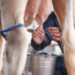 Эксперты назвали критические ошибки при лечении папилломатоза у коров